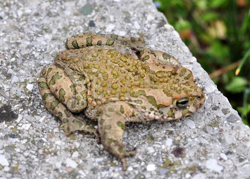 Bufotes viridis